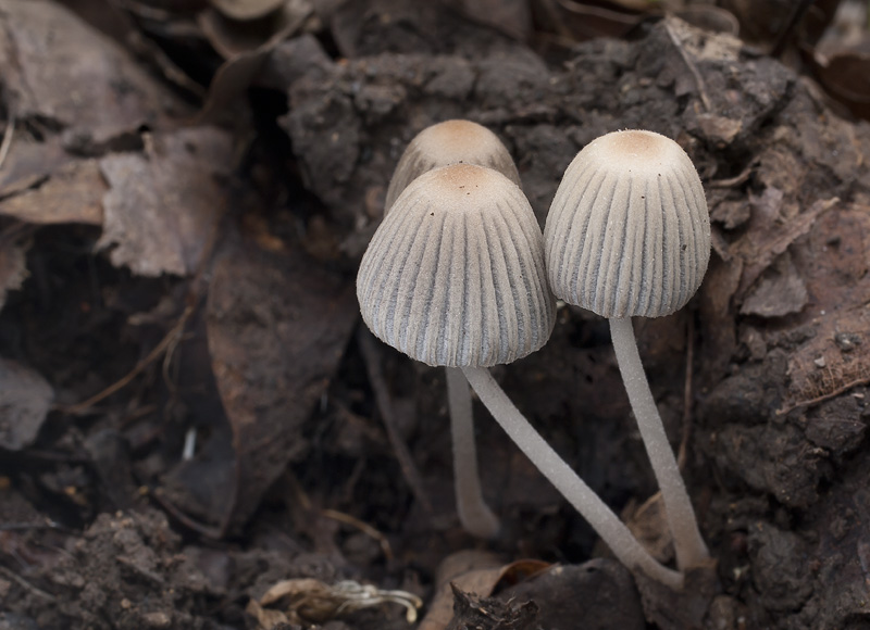 Coprinellus subdisseminatus